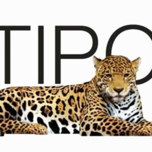Logo Perusahaan Multipolar Technology - Lowongan Kerja Project Manager